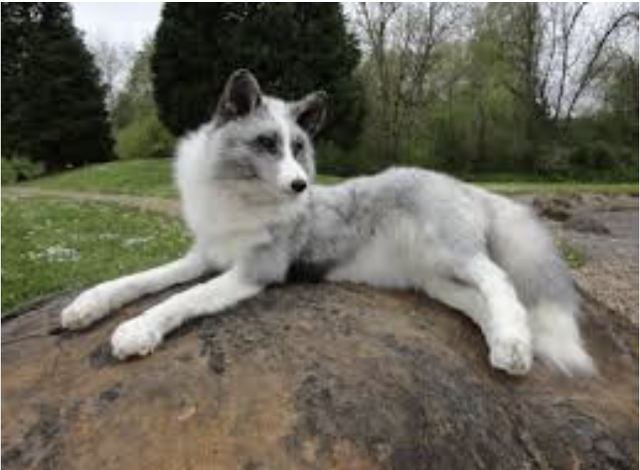 Marble Fox