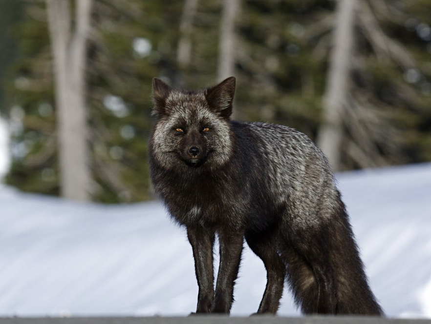 Silver Fox