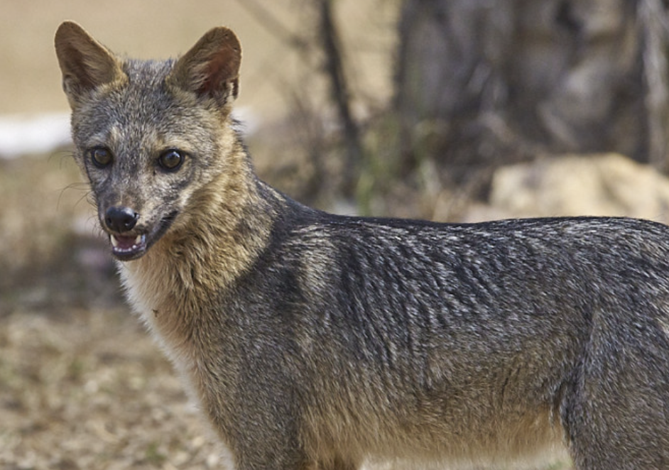 Crab-Eating Fox