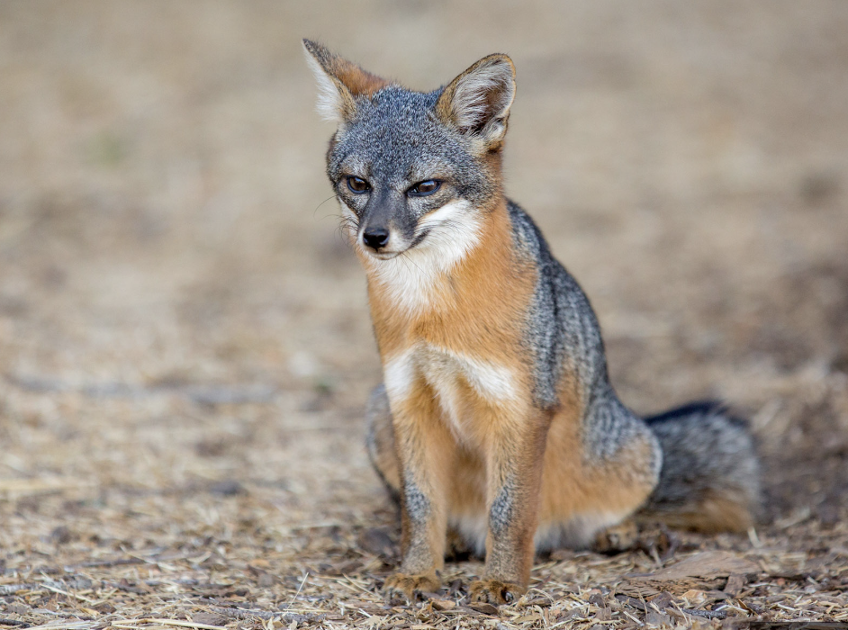 Island Fox