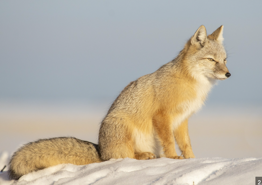 Corsac Fox