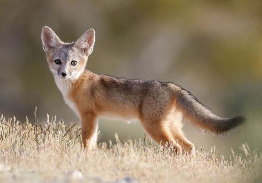 Kit Fox